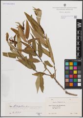 Foto von Salix fragilis L.